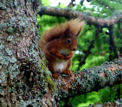 Red squirrels love Craignish :)
