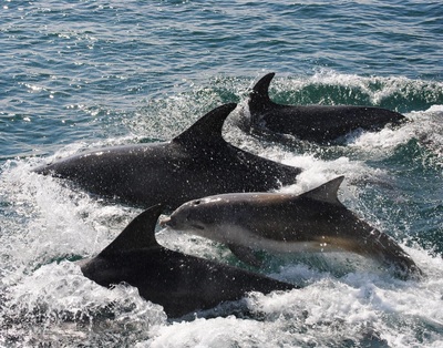 Dolphins off Craignish, Argyll.