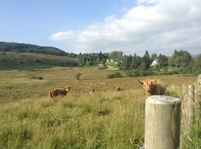 Highland Coos up at Soroba Farm above Ardfern, Argyll.